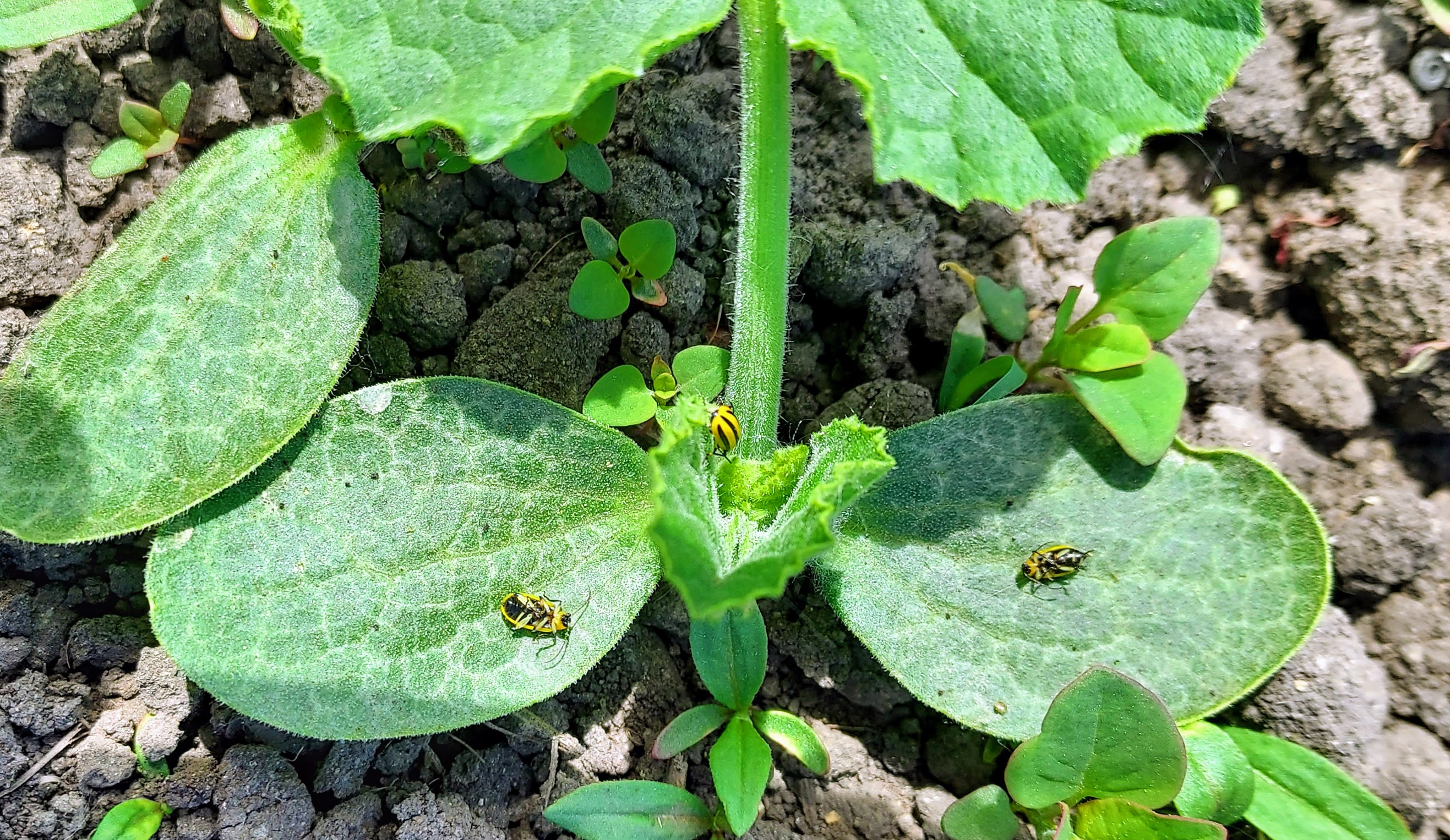 Dead cucumber beetles on a leaf.